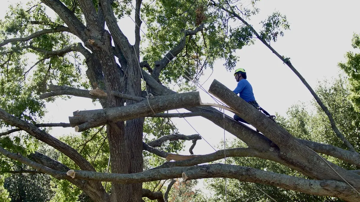 Professional Hazardous Tree Removal performed by certified arborists in Clear Lake