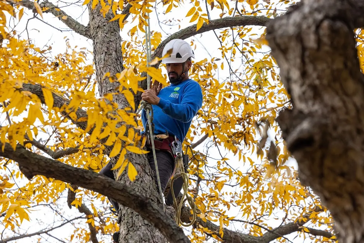 Skilled Tree Transplanting crew working in Clear Lake